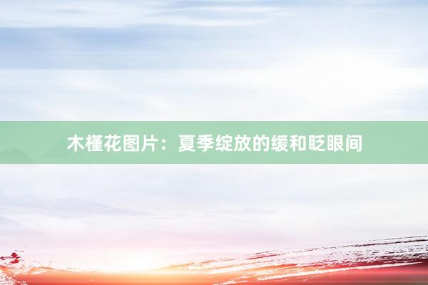 木槿花图片：夏季绽放的缓和眨眼间